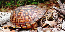 Eastern box turtle