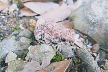 Baird's Spotted Toad
