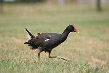 Gallinula chloropus