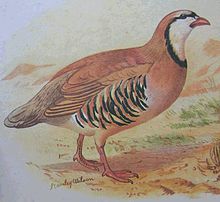 Chukar partridge
