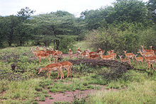 Impala