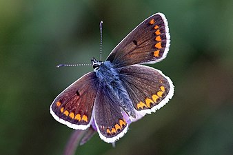 Brown Argus