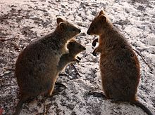 Quokka