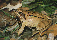 Rana dalmatina