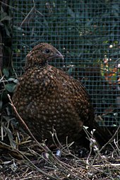 Satyrtragopan