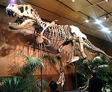 Especímenes de Tyrannosaurus rex