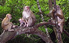 Macaque d'Assam