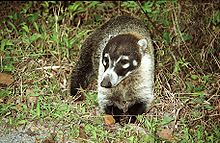 Coati à nez blanc