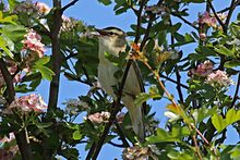 Sedge warbler