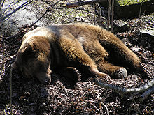 Eurasian brown bear