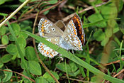 Brown Argus