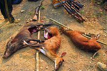Barking Deer (Kakar, Indian Muntjac)