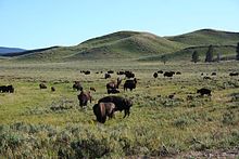 Amerikanischer Bison