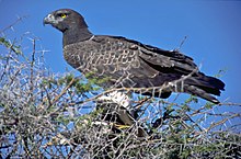 Martial eagle