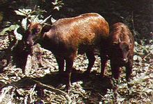 Mountain Anoa