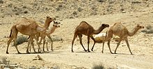 Camelus dromedarius