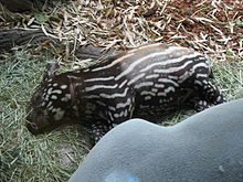 Malayan tapir