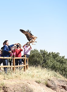 Aquila adalberti