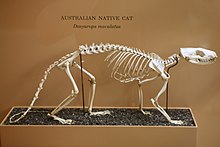 Chat marsupial à queue tachetée