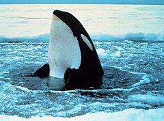 Orcinus orca