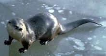 Canadian (River) Otter