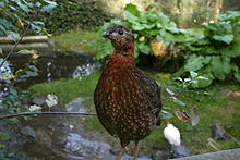 Tragopan satyre