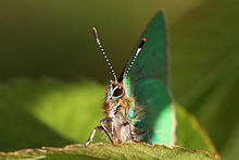 Green hairstreak