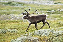 Caribou, Reindeer