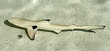 Schwarzspitzen-Riffhai
