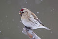 Redpoll