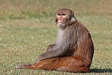 Macaque rhésus