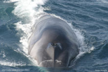 Fin whale