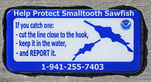 Smalltooth sawfish
