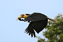 Furchenhornvogel
