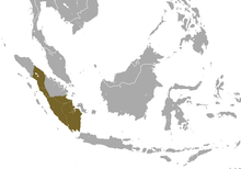 Semnopithèque de Sumatra