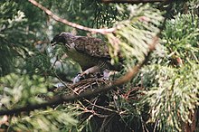 Mountain hawk-eagle