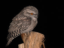 Tawny frogmouth