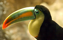 Toucan à carène