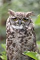 Spotted eagle-owl
