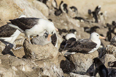 Black-browed albatross