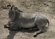 Zebra pręgowana