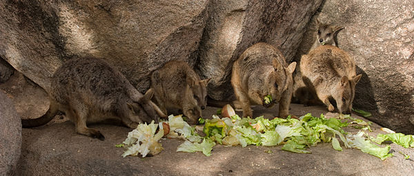 Rock-wallaby