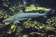 Schwarzspitzen-Riffhai
