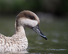 Marbled duck