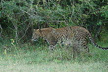 Panthera pardus kotiya