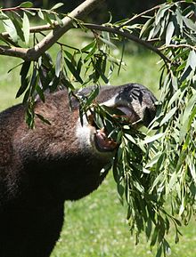 Tapirus pinchaque