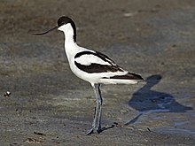 Avocette élégante