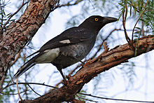 Pied currawong