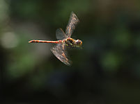 Common darter