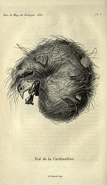 Wikłacz maurytyjski